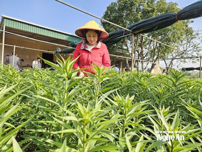 Chị Võ Thị Duyên, khối Trung Liên, phường Vinh Hưng trồng 6.000 gốc ly với 7 loại khác nhau để bán Tết. Ảnh: T.P