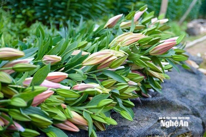 Giá hoa ly dịp Tết dao động từ 80.000 - 150.000 đồng/cành. Ảnh: T.P
