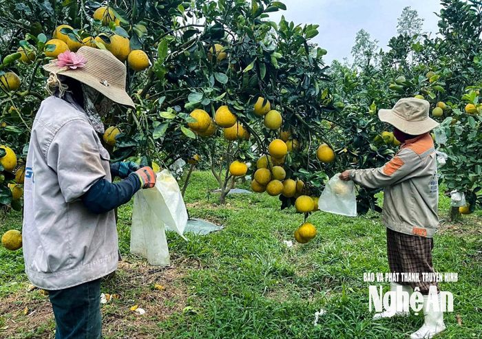 Vườn bưởi Diễn 700 gốc của hộ ông Đàm Duy Từ dự kiến cung ứng ra thị trường Tết khoảng 30.000 quả. Ảnh: T.P