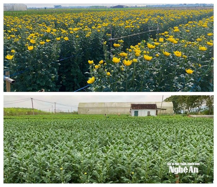 Hoa cúc được chia làm nhiều lứa, xuống giống cách nhau 10-15 ngày để đáp ứng nhu cầu thị trường cuối năm. Ảnh: T.P