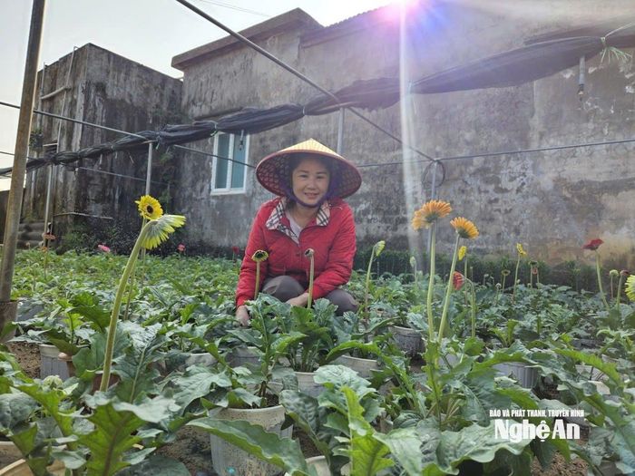 Ngoài trồng hoa thì nhiều hộ còn nhập các loại hoa khác từ các nhà vườn ngoại tỉnh, về thuần chậu để cung ứng ra thị trường dịp Tết Nguyên đán. Ảnh: T.P