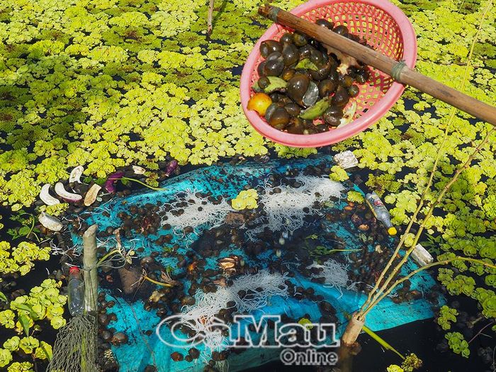 Mô hình tận dụng được các loại thức ăn sẵn có tại địa phương như: chuối, lá khoai mì, rau củ quả bỏ đi... tiết kiệm chi phí sản xuất và nâng cao hiệu quả kinh tế.