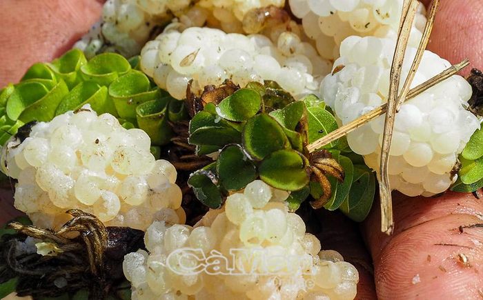 Trứng ốc bươu đen được bà con thu gom, ấp trong môi trường thích hợp để nở ốc con.
