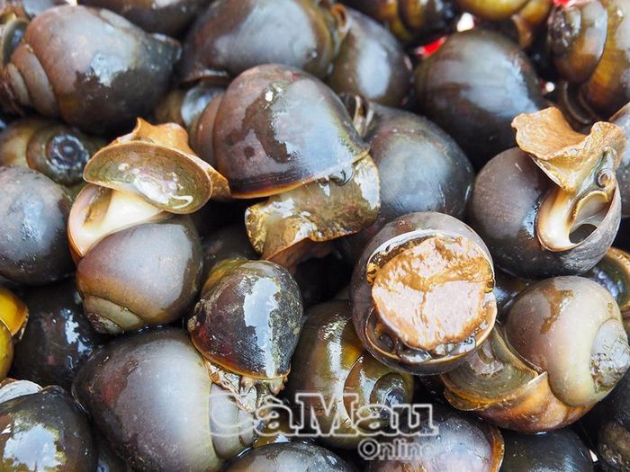 Ốc bươu thương phẩm hiện có giá dao động từ 50-80 ngàn đồng/kg (tuỳ kích cỡ).