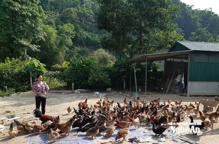 Mô hình trang trại của nữ Bí thư chi bộ Lang Thị Hải Vân. Ảnh: T.T