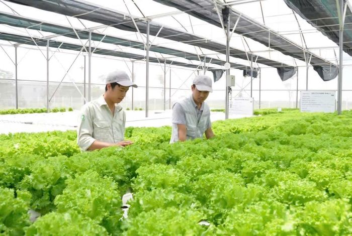 Mô hình trồng rau thủy canh tại Khu Nông nghiệp công nghệ cao