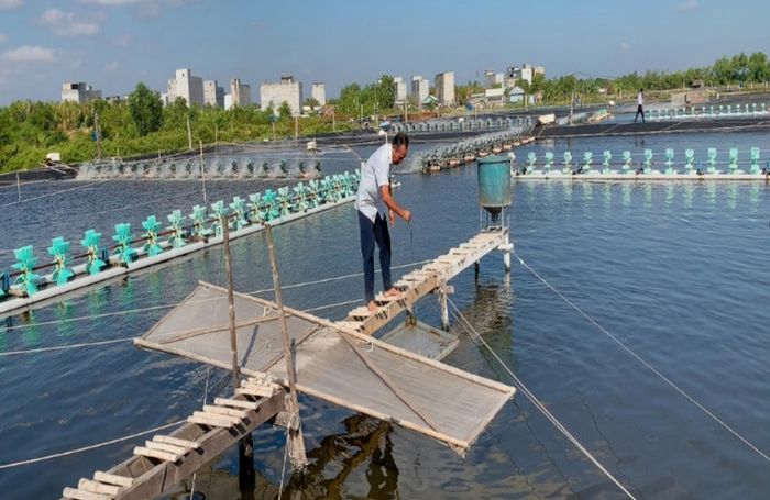 Nuôi tôm sú trên địa bàn huyện Cần Giờ (cũ)