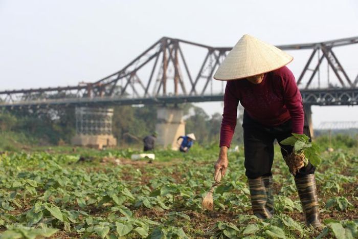 Bà Ngát đã kiên trì thực hiện việc trồng hoa đến lần thứ ba mới thành công