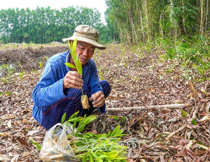 Sau khi thu hoạch keo lai, gia đình ông Trần Văn Nghĩa nhanh chóng dọn sạch thực bì, nhằm hạn chế nguy cơ cháy cũng như giúp việc trồng và chăm sóc rừng mới trồng tốt hơn.