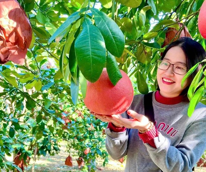 Hiện nay, bưởi đỏ Luận Văn đã có mặt tại nhiều thị trường lớn như Hà Nội, TP HCM, Đà Nẵng…, trở thành một trong những đặc sản quà Tết được người dân ưa chuộng. Ảnh: Thùy Dương