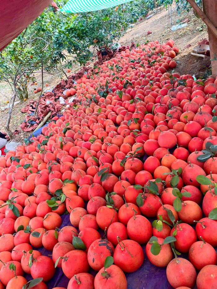 Theo người dân làng Luận Văn, giống bưởi đỏ này trồng bốn năm mới bói quả, tháng 2-3 âm lịch trổ hoa, cuối năm mới cho thu hoạch. Khi còn non, quả xanh mướt; đến giữa tháng 10 âm lịch bắt đầu ánh lên màu đỏ; lúc chín, vỏ đỏ sậm như lớp nhung, tỏa hương thơm nhẹ. Múi bưởi Luận Văn khi già rất mọng nước, vị ngọt thanh. Mỗi cây cho trung bình khoảng 40-50 quả mỗi vụ. Trọng lượng mỗi quả rơi vào khoảng nửa cân đến hơn 1 cân. Ảnh: Thùy Dương