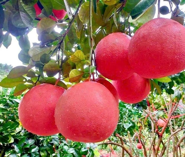 Không chỉ có vẻ ngoài bắt mắt, phần tép bên trong bưởi Luận Văn còn mang sắc đỏ hồng tự nhiên, hài hòa cả về sắc, hương lẫn vị. Chính nhờ đặc điểm này mà từ xa xưa, giống bưởi này đã được chọn làm lễ vật tiến vua và dùng trong những dịp lễ trọng. Ảnh: Thùy Dương