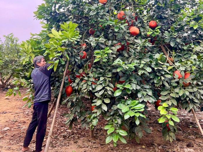 Không chỉ trồng và bán bưởi thương phẩm, gia đình ông Tư còn đầu tư công sức cho việc nhân giống, ươm hạt, chiết cành từ những cây đầu dòng. Ông cho biết, để giữ được giống bưởi quý, mọi khâu đều phải làm cẩn trọng, từ việc chọn cây mẹ, chăm đất, giữ nước cho đến khi cây ra hoa, đậu quả. Ảnh: Thùy Dương