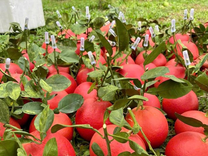 Theo dân trồng bưởi tại đây, từ tháng 11 âm lịch năm nay, các tiểu thương đã vào vườn chọn mua bưởi. Khi đó, giá bán lẻ dao động từ 100.000 đến 200.000 đồng/quả; những cặp bưởi tuyển chọn để biếu Tết có thể lên tới 500.000 đồng. Đặc biệt, bưởi chín giữ hương đến 1 đến 2 tháng, trưng suốt Tết không hỏng, đây là điều hiếm loại quả nào có được ưu thế đó. Ảnh: Thùy Dương
