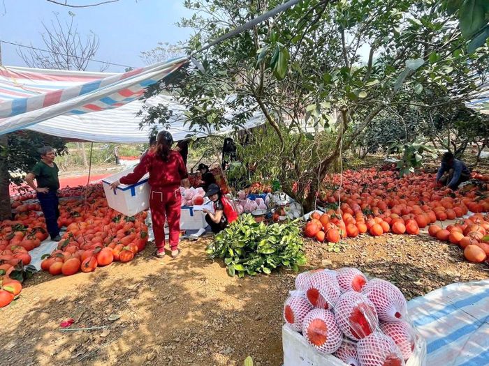 Ông Nguyễn Văn Tư, chủ vườn bưởi lâu năm ở làng Luận Văn, cho biết gia đình ông gắn bó với cây bưởi đã mấy chục năm, nhưng năm nay khách đặt mua sớm hơn hẳn mọi năm. Trên diện tích hơn 4 ha, vườn bưởi của ông dự kiến cho khoảng 10.000 quả, trong đó quá nửa đã được thương lái đặt trước. Ảnh: Thùy Dương