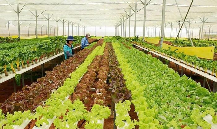 Các mô hình kinh tế của các cử nhân của tuổi trẻ trên địa bàn tỉnh. Ảnh: Thanh Quỳnh - CSCC