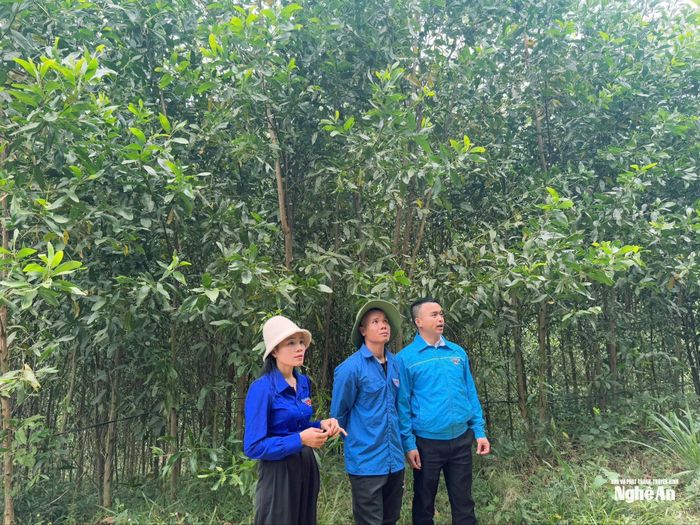 Ngoài chăn nuôi, Huỳnh Tiến Phước còn liên kết với các gia đình lân cận để phát triển diện tích trồng keo của gia đình. Ảnh: Thanh Quỳnh