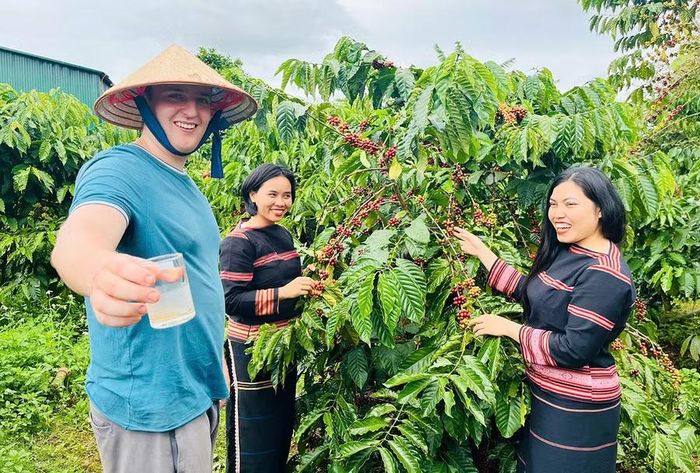 Anh Elliot Connelly, du khách đến từ Vương quốc Anh trải nghiệm thu hoạch cà phê với người dân làng Mrông Yố 1, xã Ia Phí. Ảnh: N.S