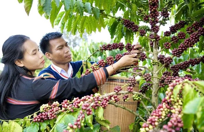 Vợ chồng anh Siu Sắt cùng nhau thu hoạch những quả cà phê. Ảnh: N.S