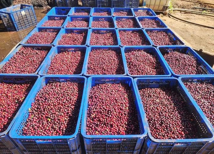Cà phê được thu hái chọn lọc quả chín, sơ chế sạch. Ảnh: N.S
