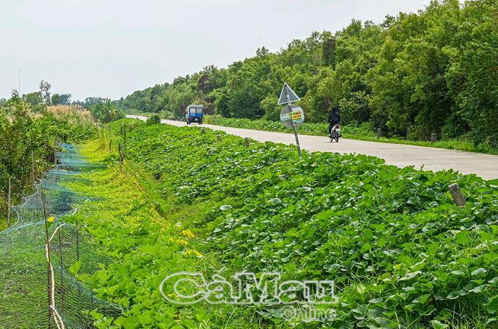 Những luống rau màu được trồng quanh chân đê, tạo sức sống mới cho vùng ven biển.