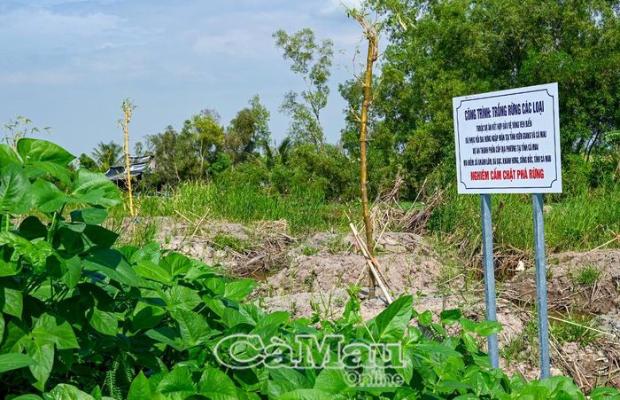 Dự án mới (vành đai tre) đang được triển khai thực hiện tại các xã: Sông Ðốc, Khánh Hưng, Ðá Bạc, Khánh Lâm, nhằm khôi phục đai rừng ngập mặn đã bị phá huỷ do tác động của biến đổi khí hậu.