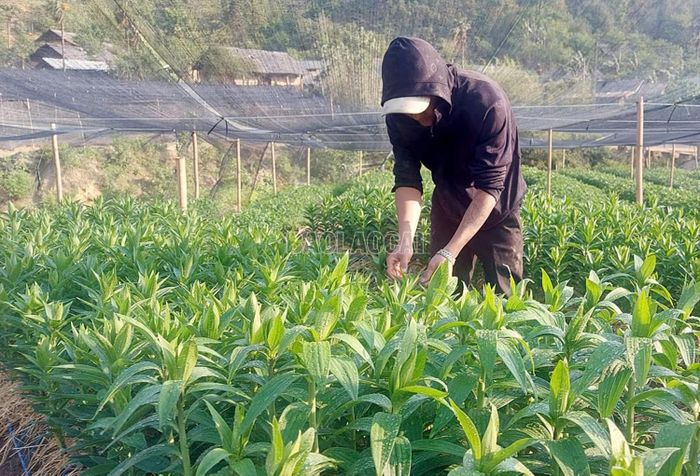  Vùng trồng hoa ly hiệu quả trên đất lúa 1 vụ tại xã Y Tý và xã Dền Sáng. 