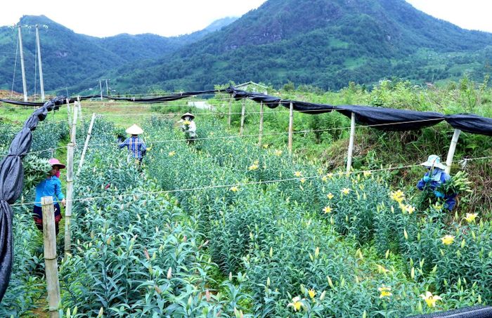  Hàng chục lao động địa phương đang làm việc có thu nhập ổn định tại Công ty TNHH Flower Fansipan. 