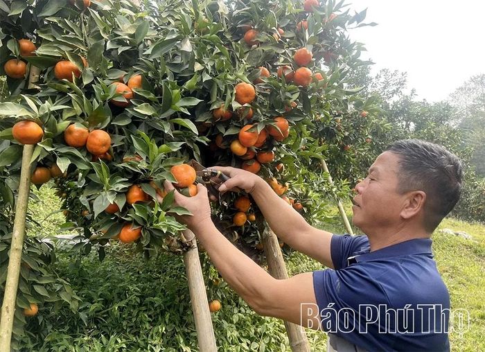 Hơn 1ha cam Canh, cam lòng vàng của gia đình ông Hà Văn Đoan, khu Ngả Hai trồng, chăm sóc theo hướng hữu cơ bắt đầu cho thu hoạch ổn định.
