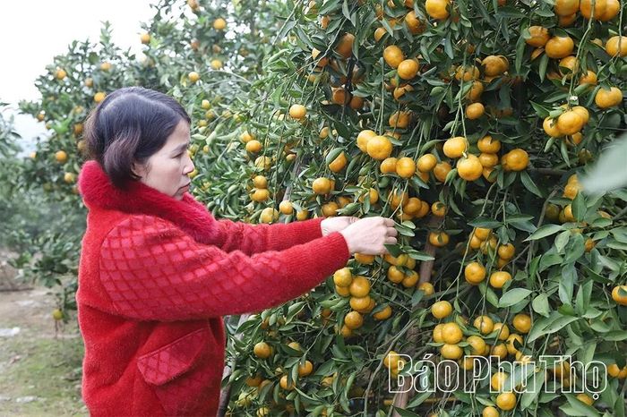 Vườn cam, quýt của gia đình bà Đặng Thị Yến, khu Cón diện tích hơn 9ha, chủ yếu trồng quýt Thái, cam Canh, cam V2...