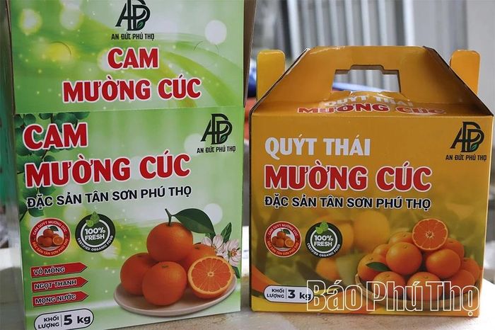 Thương hiệu cam, quýt Mường Cúc đang được hình thành, trở thành món quà quê được nhiều người lựa chọn.