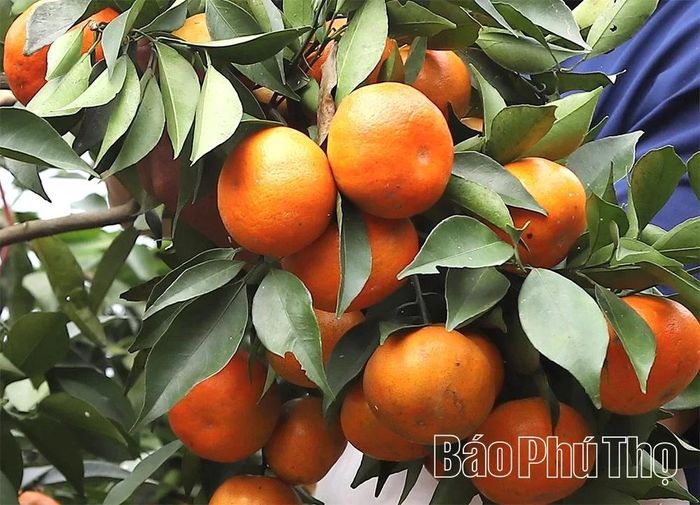 Cam Canh mỏng vỏ, vị ngọt.