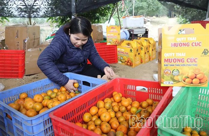 Vườn cam, quýt của gia đình ông, bà Đức - Yến cho thu hoạch khoảng 70 - 80 tấn quả/năm.