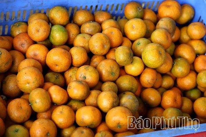 Những trái quýt chín vàng, vị ngọt thanh.