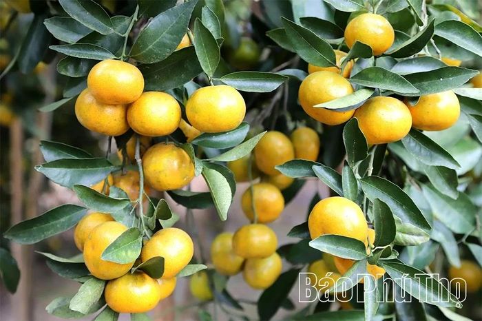 Quýt chín muộn cho thu hoạch dịp cận Tết mang lại hiệu quả kinh tế cao.