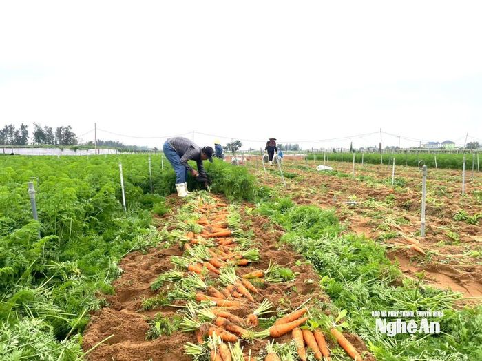 Nông dân vùng Quỳnh Liên (cũ), phường Quỳnh Mai vào vụ thu hoạch cà rốt. Ảnh: Bích Hường
