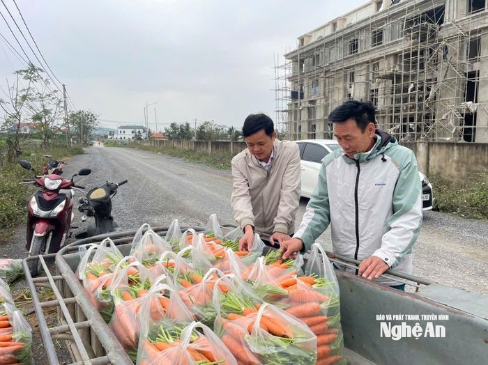 Cà rốt được thương lái thu mua với giá 9.000 – 10.000 đồng/kg. Ảnh: Bích Hường