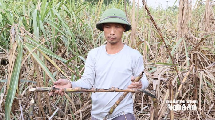Mía bị chuột cắn phá chuyển màu đen, ngã rạp khiến nông dân lo lắng. Ảnh: Bích Thuận