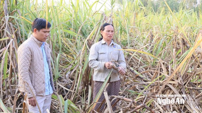  Vườn mía hơn 6 sào của bà Hồ Thị Hiền ở thôn 8, xã Quỳnh Thắng bị chuột cắn tan hoang. Ảnh: Lê Gấm