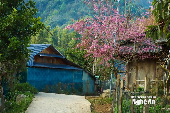 Hoa anh đào ở Phà Nọi hôm nay không chỉ báo hiệu mùa xuân đã về, mà còn là minh chứng sinh động cho những đổi thay tích cực nơi vùng biên giới Nghệ An, bền bỉ và lặng lẽ như chính những cánh hoa hồng thắm giữa đại ngàn xứ Nghệ. Ảnh: Công Sáng