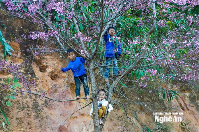 Những đứa trẻ vùng cao hồn nhiên vui đùa bên những tán anh đào khoe sắc giữa mùa xuân. Ảnh: Công Sáng