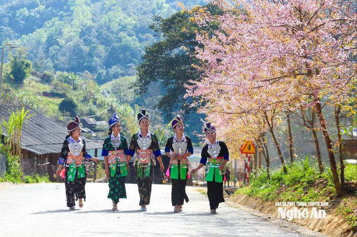 Mùa hoa anh đào nở rộ đã thu hút nhiều du khách trong và ngoài tỉnh tìm về miền núi Nghệ An, lưu lại những khoảnh khắc đẹp giữa núi rừng. Ảnh: Công Sáng