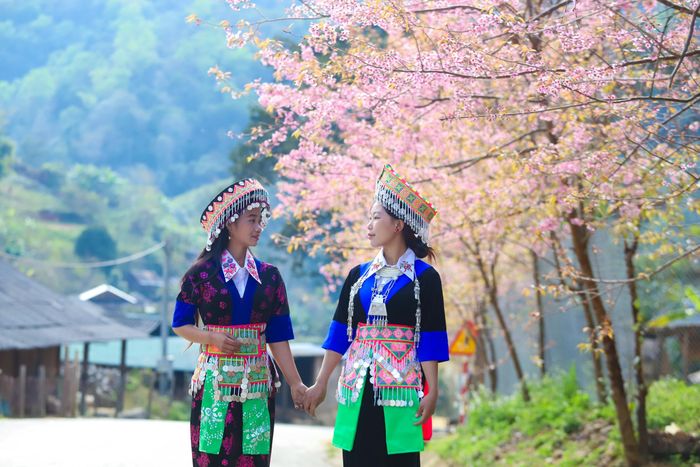 Thiếu nữ Mông trong trang phục truyền thống duyên dáng tạo dáng bên những cánh hoa anh đào khoe sắc. Ảnh: Công Sáng