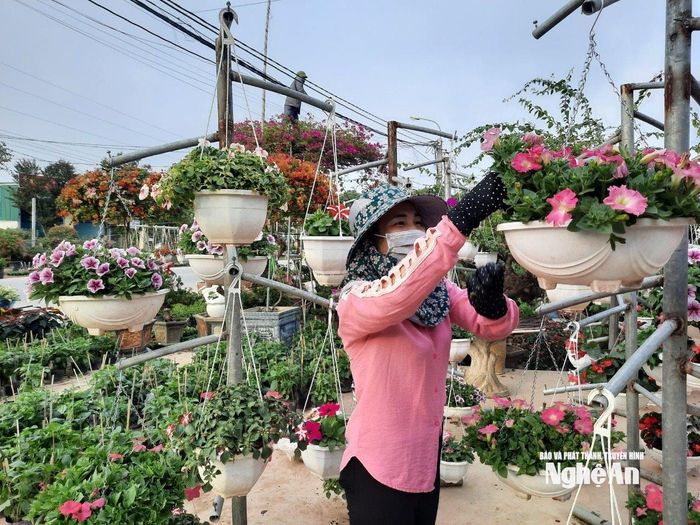 Người bán hàng chăm chút từng chậu hoa để bán Tết. Ảnh: T.P