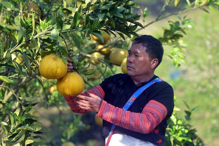 Ông Tráng A Cao, Giám đốc Hợp tác xã A Cao, Sơn La kiểm tra diện tích trồng bưởi của các thành viên. (Ảnh: Quang Quyết/TTXVN)