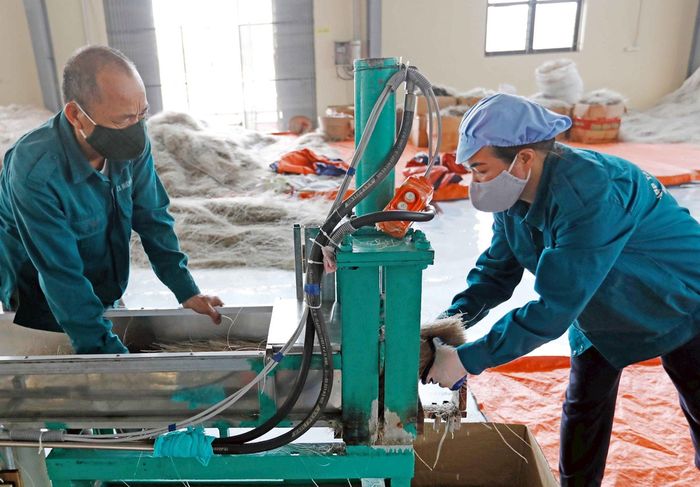 Hợp tác xã Miến Việt Cường, Đồng Hỷ, Thái Nguyên với 50 thành viên, hơn 30 lao động thường xuyên chuyên sản xuất miến các loại tiêu thụ trong nước và xuất khẩu. (Ảnh: Trần Việt/TTXVN)