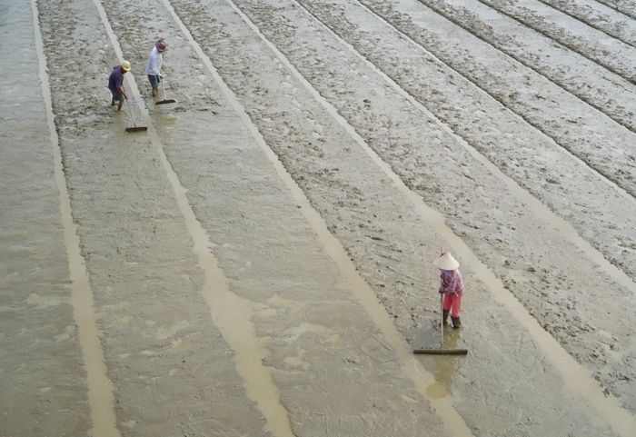 Nông dân xã Thăng Bình yên tâm sản xuất vụ đông xuân khi được tiếp cận chương trình mua phân bón trả chậm. Ảnh: HỒ QUÂN