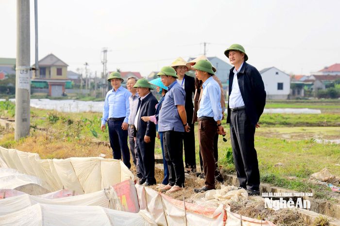 Đồng chí Nguyễn Văn Đệ và đoàn công tác kiểm tra tiến độ gieo cấy lúa vụ Xuân tại xã Hưng Nguyên Nam. Ảnh: Phú Hương