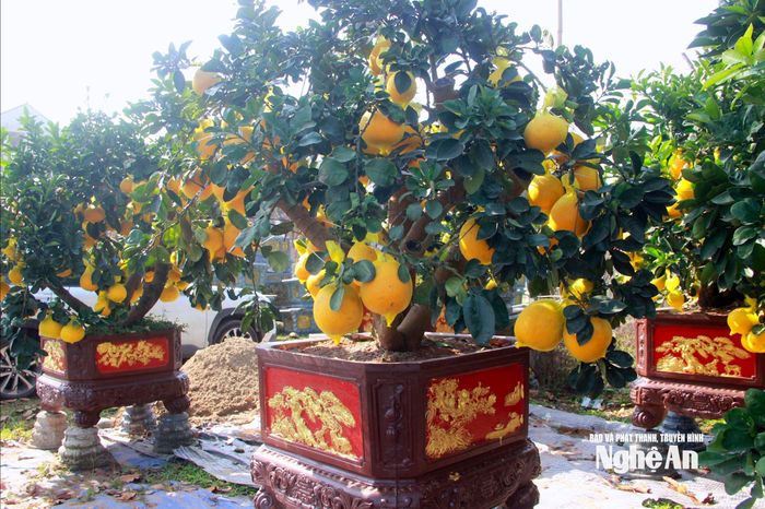 Bên cạnh quất bon sai thì bưởi Diễn cũng là mặt hàng đã được trưng bày trên nhiều tuyến phố. Ảnh: Q.A