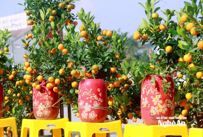 Theo anh Công, quất năm nay sai quả, tròn đều, màu đẹp, lá xanh dày. Tuy nhiên, tác động của mưa bão khiến chi phí tăng, kéo theo giá bán nhỉnh hơn so với năm ngoái. Những chậu quất bon sai có dáng, thế đẹp đã sớm được khách đặt mua, với mức giá phổ biến từ 200.000 đến 450.000 đồng. Ảnh: Q.A